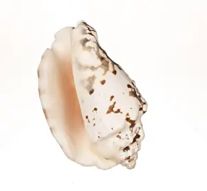 Conchiglia Stampe: Conchiglia di mare isolata sullo sfondo bianco.