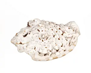 Conchiglia Stampe: Conchiglia di mare isolata su sfondo bianco.