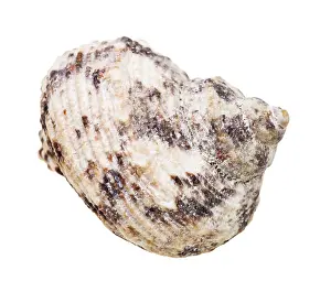 Studio Shot Of Snail Shell Stampe: Seashell of snail shells individually on white background