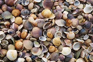 Bivalve Shells Stampe: Seashells and pebbles