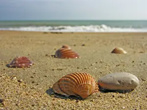 Sandy Beach Scene Stampe: Seashells in the sand