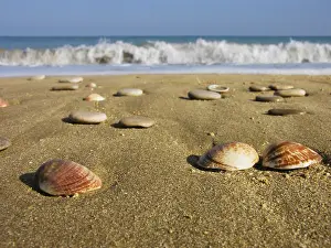 Bivalve Shells Stampe: Seashells in the sand