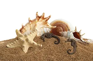 Cozze Stampe: Seashell print sandy background
