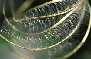 Close Up Nature Images Stampe: Seed capsule embedded