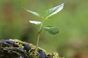 Open Air Planting Stampe: Seedling in spring