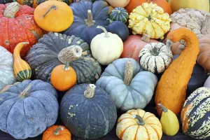 Pumpkin Nutrition Facts Stampe: Selection of different varieties of pumpkin