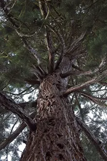Nature Flora Photography Stampe: Detail of sequoia