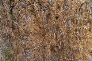 Coniferous Tree Bark Stampe: Sequoia bark (Sequoioideae), tree bark