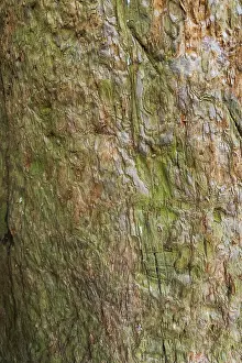 Coniferous Tree Bark Stampe: Sequoia bark (Sequoioideae), tree bark