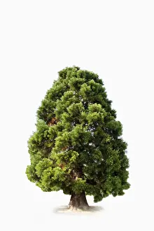 Pinales Plant Species Stampe: Sequoia (Sequoioideae)