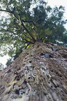 Northern German Forests Stampe: Sequoia (Sequoioideae), tree trunk