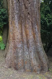 Sequoia Tree Trunk Stampe: Sequoia (Sequoioideae), tree trunk