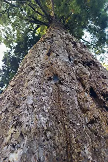 Sequoia Tree Trunk Stampe: Sequoia (Sequoioideae), tree trunk