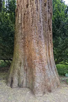 Sequoia Tree Trunk Stampe: Sequoia (Sequoioideae), tree trunk