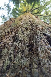 Sequoia Tree Trunk Stampe: Sequoia (Sequoioideae), tree trunk