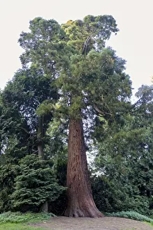 Coniferous Trees Europe Stampe: Sequoia (Sequoioideae), tree trunk