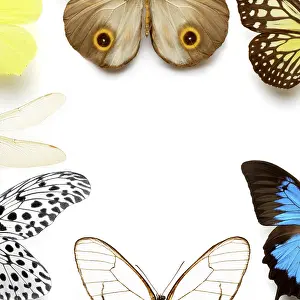 Flying Insects In Habitat Stampe: Sh_pKaYxo7A
