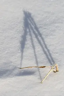 European Winter Scenes Stampe: Shadow-casting grasses in snow