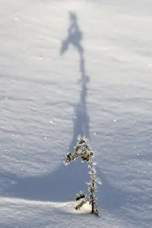 Central Europe Winter Images Stampe: Shadow-casting grasses in snow