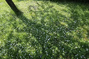 Flowering Grass Field Stampe: Shadow of a fruit tree