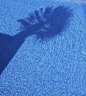 Deserted Pool Scene Stampe: Shadow of a palm tree in a pool