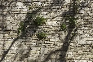 Blossom Detail View Stampe: The shadows of trees dancing on the wall
