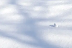 White Winter Scene Stampe: Shadows of trees on snow