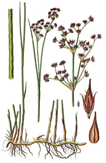 Natural Remedy Herbs Stampe: Sharp-flowered rush (Juncus acutiflorus)