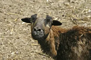 Stampe di Sheep Immagini Correlate Stampe: Sheep