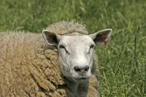 Farm Animal Portraits Stampe: Sheep