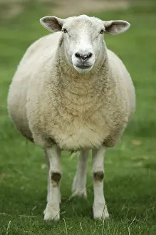 Domestic Sheep Breeds Stampe: Sheep