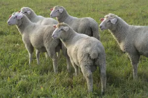 Livestock Farming Practices Stampe: Sheep