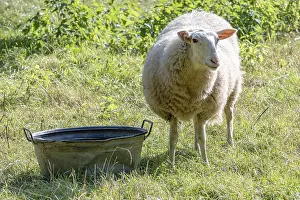 Animal Husbandry Practices Stampe: Sheep on dike eats grass