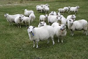 Stock Farming Animals Stampe: Sheep in Hoddevik