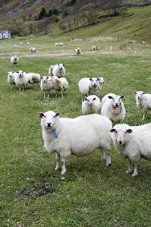 Hilly Landscape Stampe: Sheep in Hoddevik