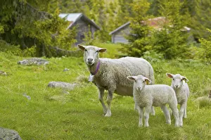 Young Animal Photography Stampe: Sheep with lambs