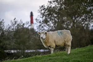 Pellworm Island Germany Stampe: Sheep in front of the lighthouse