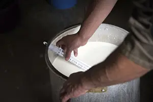 Sheep Cheese Making Stampe: Sheep's cheese making