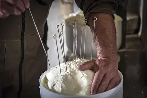 Sheep Cheese Making Stampe: Sheep's cheese making
