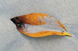 Fall Season Images Stampe: Sheet in the sand
