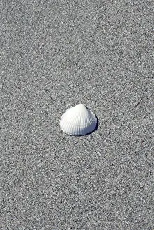 Deserted Coast Stampe: Shell on the beach