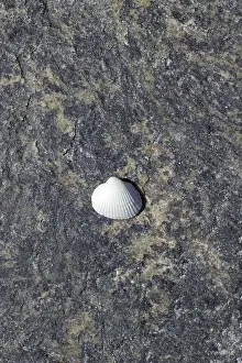 No People Beachfront Views Stampe: Shell on the beach