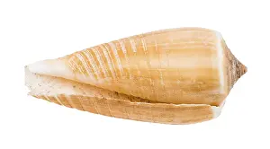 Lumaca A Cono Stampe: Conchiglia di nautilus vuota contro sfondo bianco.