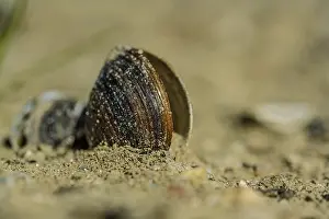 European Coast Scenery Stampe: A shell is lying in the sand on the beach