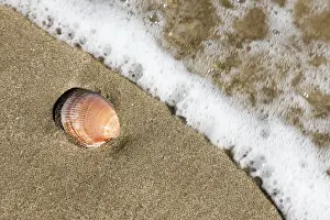 Mollusk Shell Image Stampe: A shell in the sand on the beach