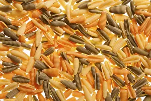 Empty Plate Meal Ideas Stampe: Shell shaped spaghetti background