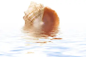 White Studio Environment For Text Stampe: Shell on a white background