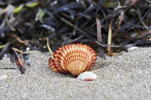 Nature Conservation Area Spain Stampe: Shellfish and seaweed lying on the beach
