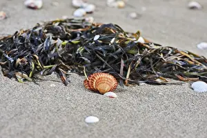 Hydrophytic Plant Europe Stampe: Shellfish and seaweed lying on the beach