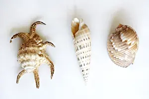 Bivalve Shells Stampe: Three shells